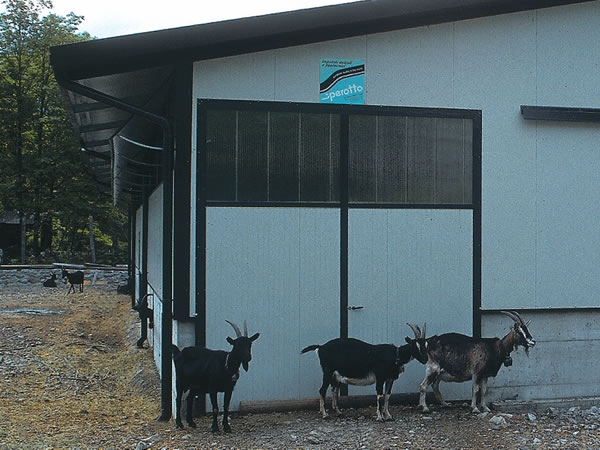 ETABLES À OVINS