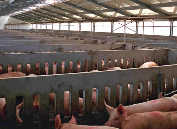 ETABLES À PORCS